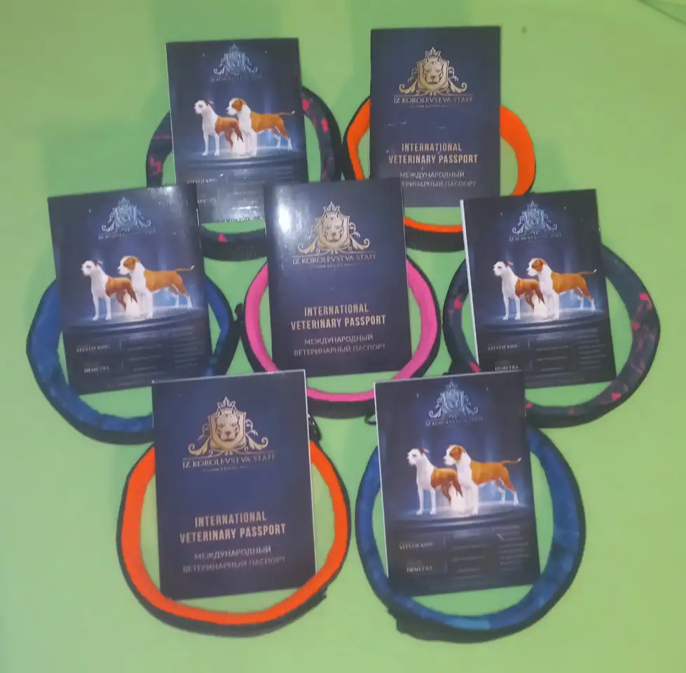 Американский стаффордширский терьер щенки продажа, фотография 12