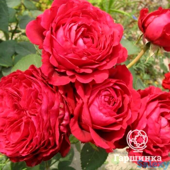 Роза ля роз де катрэ вен, дельбар, фотография 1