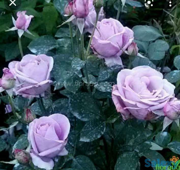 Саженец розы плетистой 