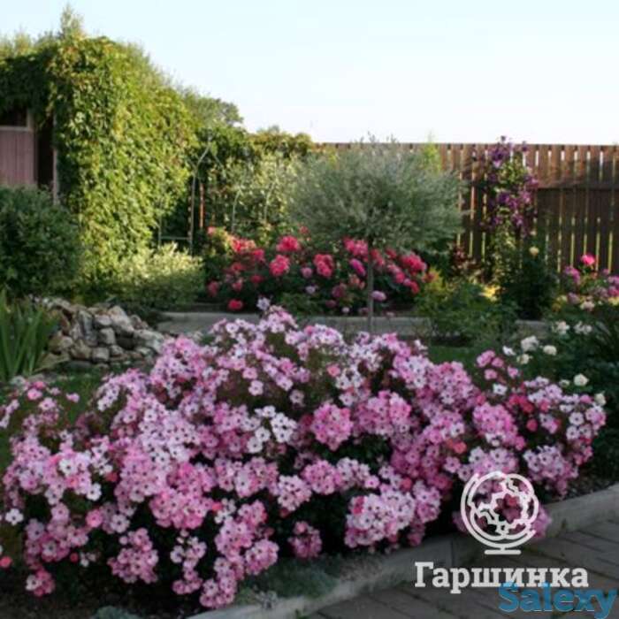 Роза фортуна, топалович, фотография 1