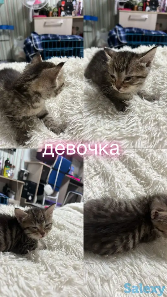 Отдам котят, фотография 4