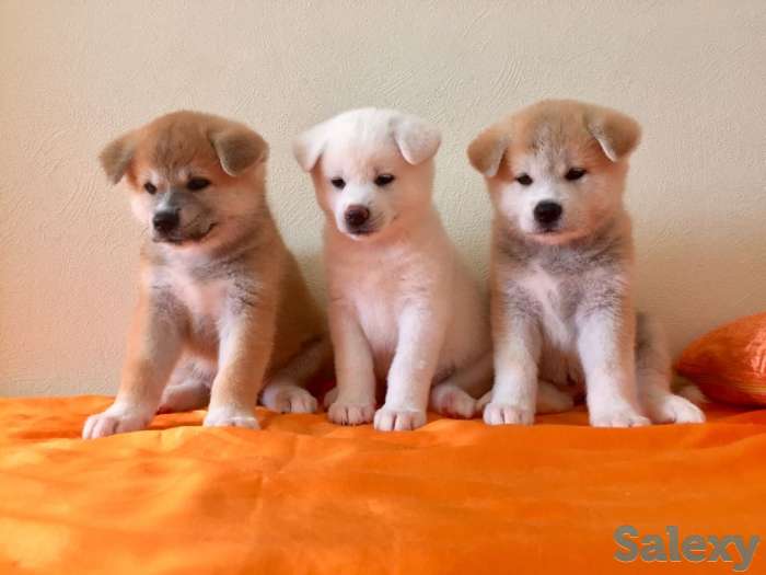 Щенки акита, фотография 1