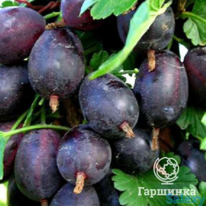 Крыжовник Черносливовый, фотография 1