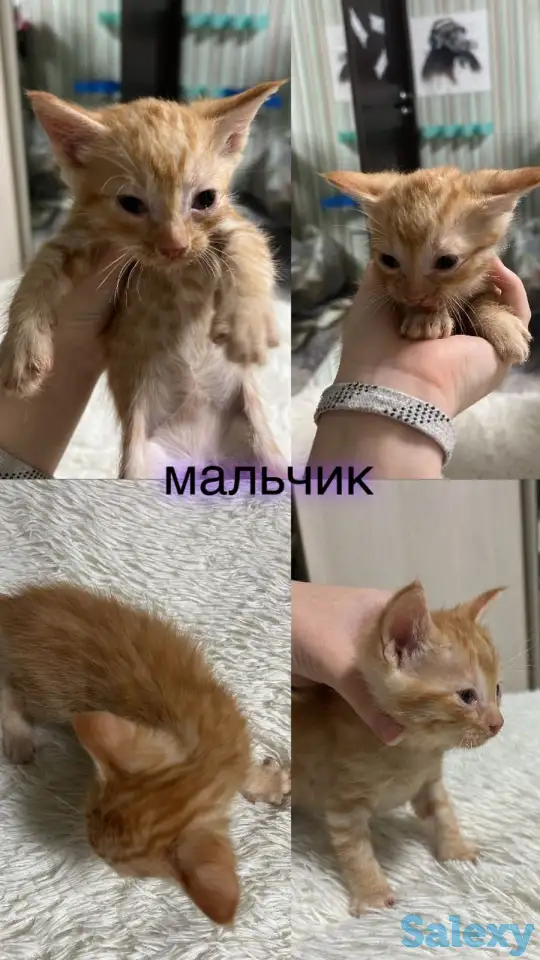 Отдам котят, фотография 1