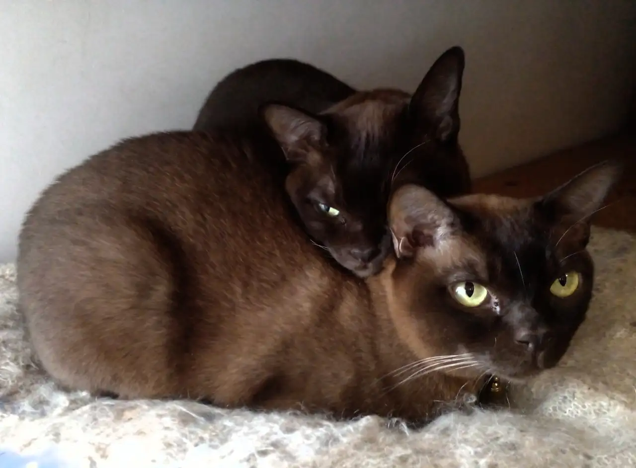 Коты Бурма в добрые руки, фотография 1