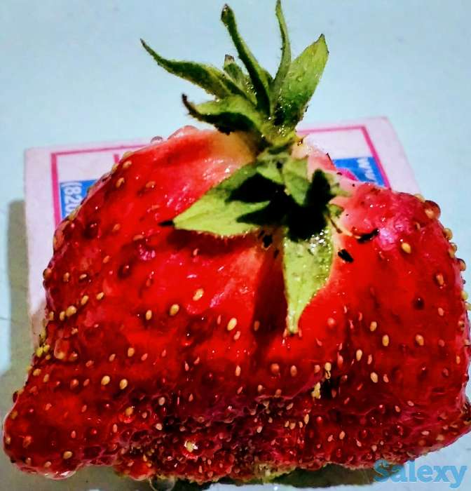 Продам таёжную землянику крупноплодная!привезена, фотография 2