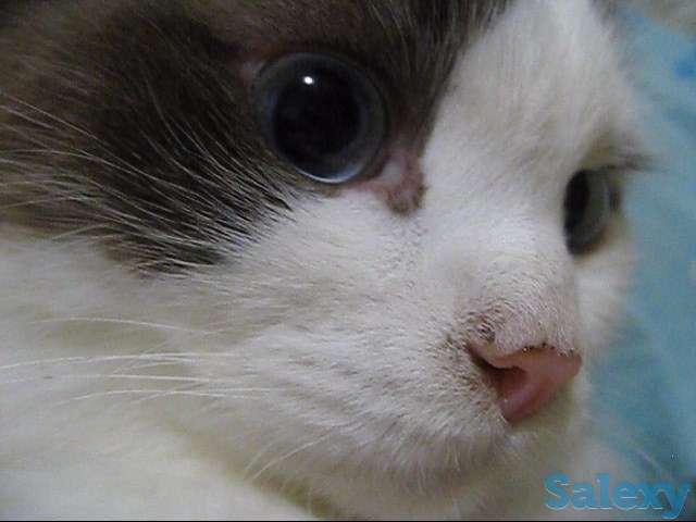 Кличка кота Маркиз порода Рэгдолл, фотография 1