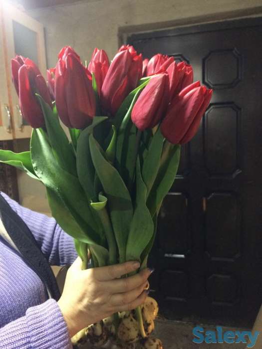 Тюльпаны оптом к 8 марта, фотография 3