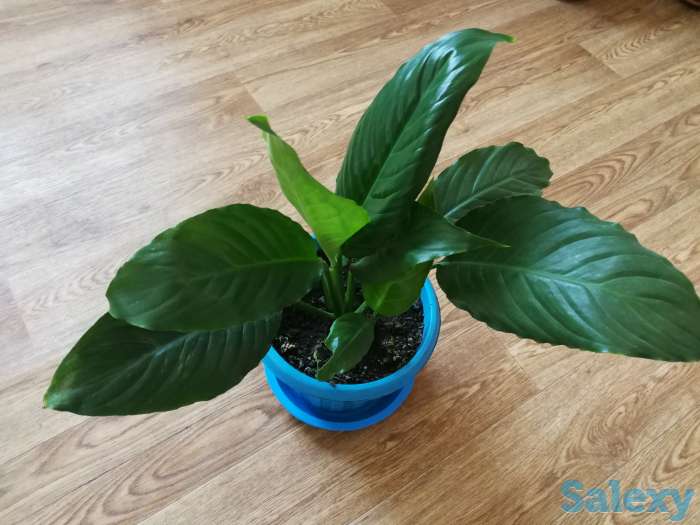 Комнатные цветы, фотография 3