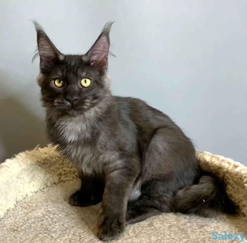 Мальчик мейнкун, фотография 10