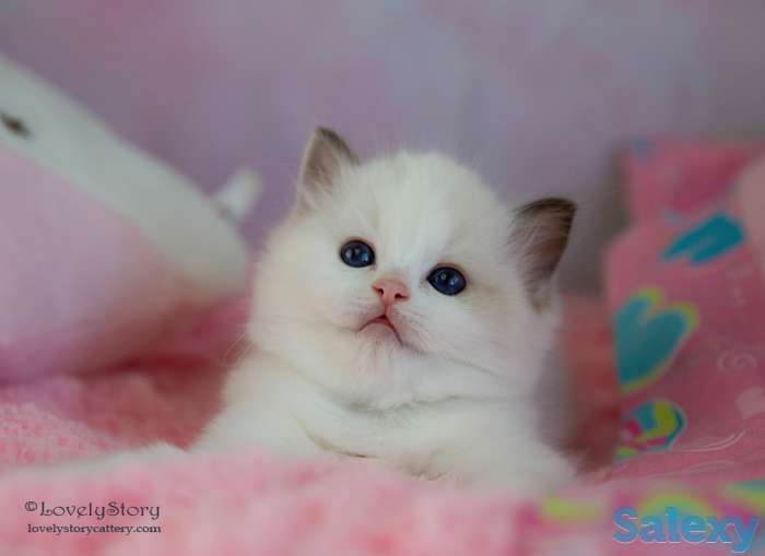 Великолепные котята породы Рэгдолл, фотография 7