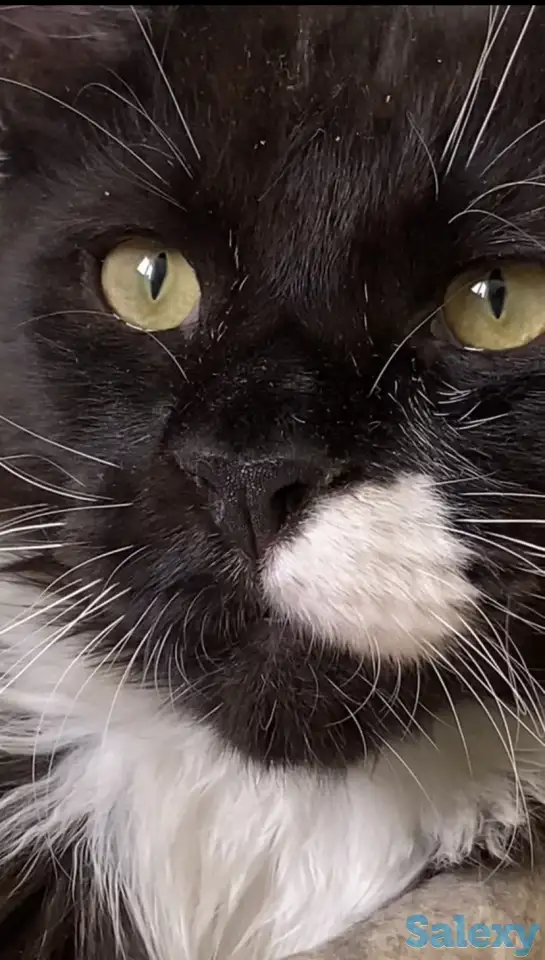 Котята мейн кун из питомника, фотография 3