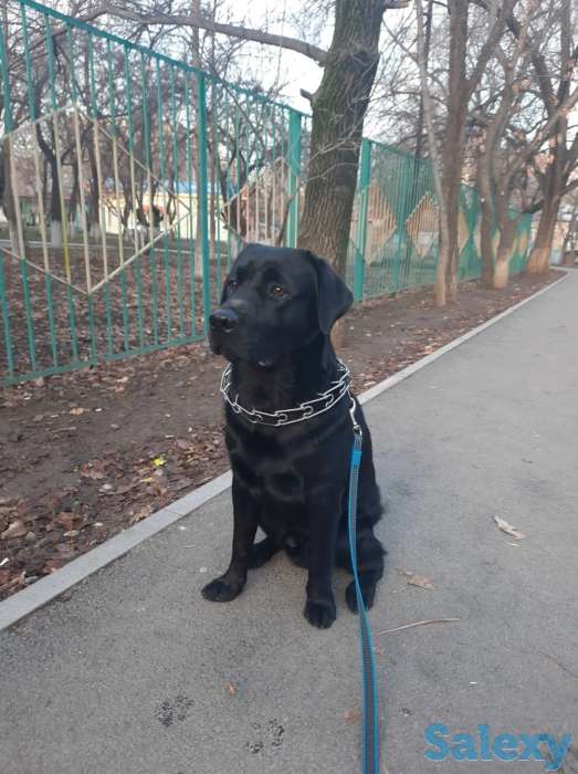 Продам лабрадора ретривера, фотография 3