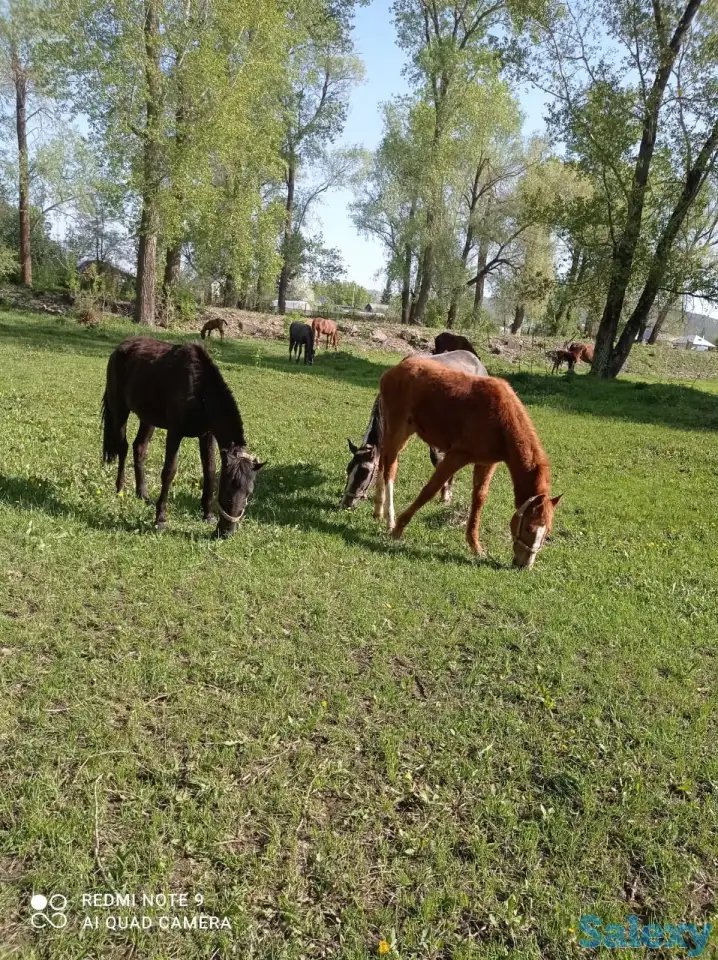 Продаются жеребята в Усть-Каменогорске, фотография 2