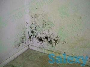 Устранение плесени, грибка и мха, фотография 1