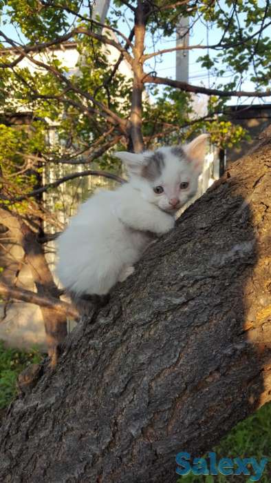 Отдам котят в добрые руки. Бесплатно, фотография 3