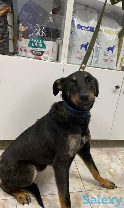 Отдам в хорошие руки, фотография 4