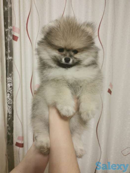 Шпицы щенки, фотография 3