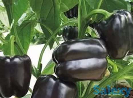 Продам рассаду перца., фотография 4