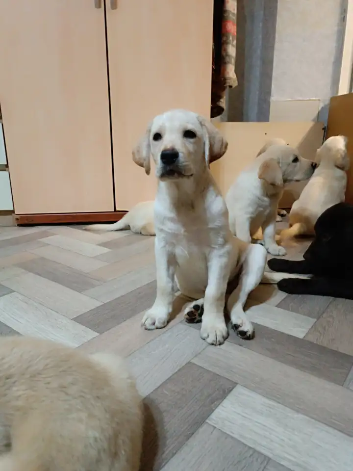 Щенки Лабрадор ретривер, фотография 1