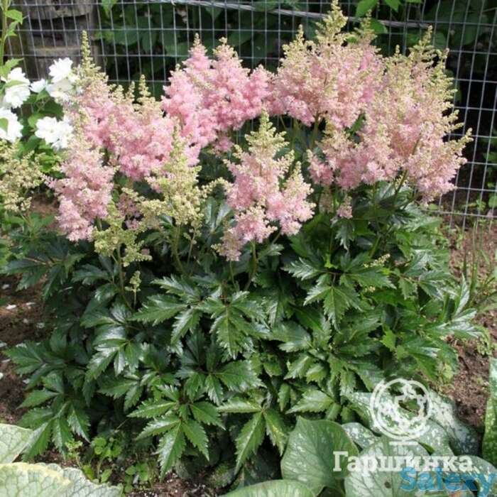 Астильба арендса Систе Тереза, фотография 1