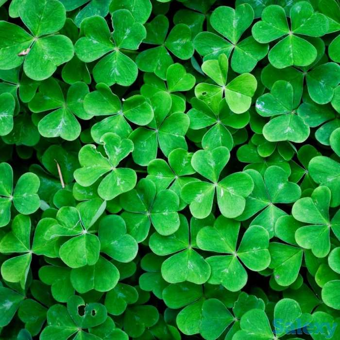 Домашний детский сад, фотография 1