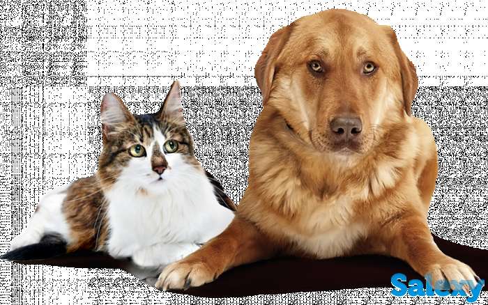 Пристрою ваше животное, на платной основе, пристрою только здорового животного без болезней, фотография 1