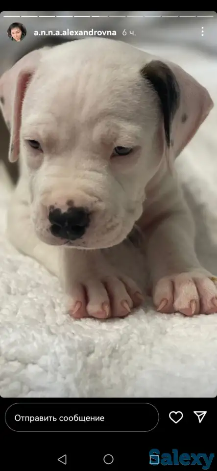 Продажа стаффорда, фотография 6