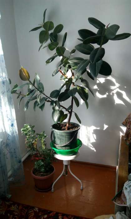 Домашние и офисные цветы, фотография 5