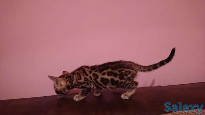 Продам котят. Порода Бенгал, фотография 5