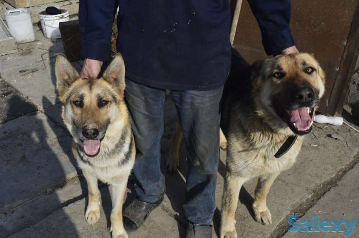 Продаю щенков ВЕО Восточно европейские овчарки нахожусь в районе Калкамана, фотография 1