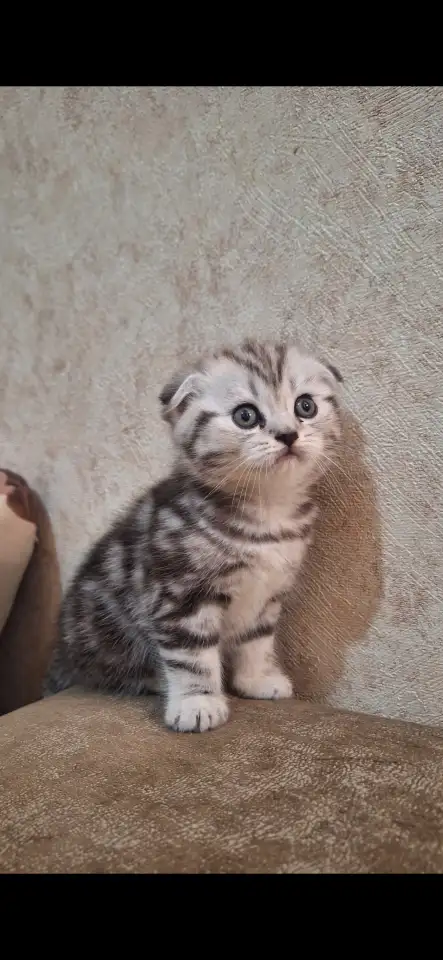 Котята породистые, фотография 3