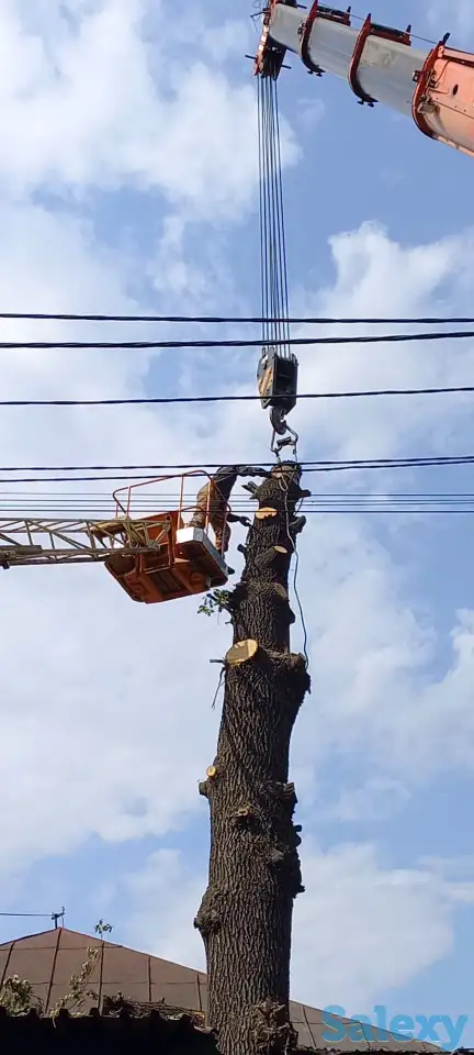 Спиливаем деревья, фотография 2