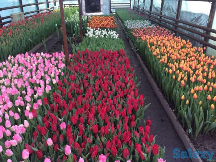 Тюльпаны оптом к 8 марта, фотография 2