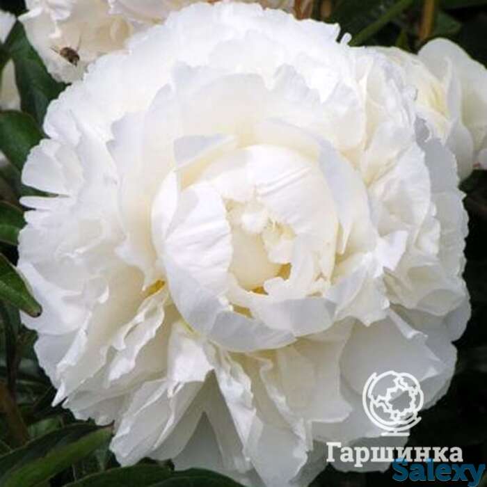 Пион боул оф крим, фотография 1