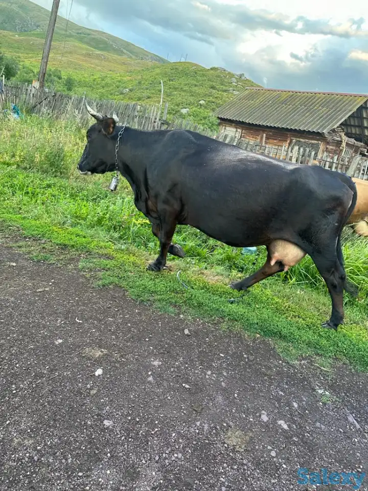 Продам корову, фотография 1