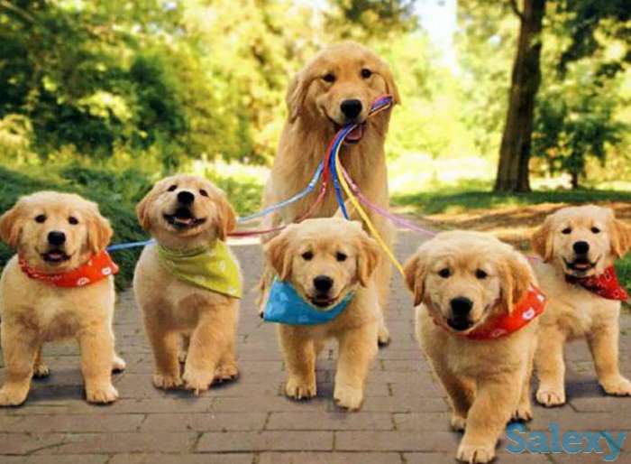 Золотистый Ретривер, фотография 1