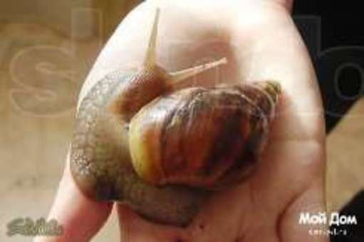 Отдам улиток Ахатина, фотография 2