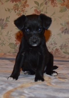 Дарю, фотография 2