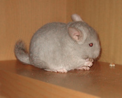 замечательные шиншиллы, фотография 1