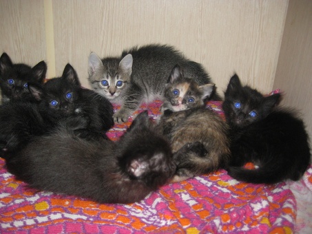 Отдам котят в хорошие руки!, фотография 1