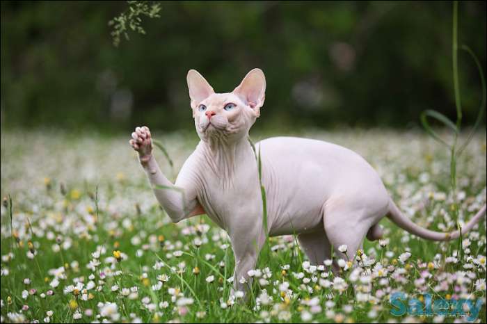 Открыта бронь на сфинксов, фотография 5