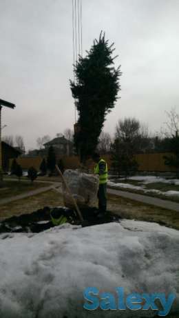 Посадка деревьев, фотография 4