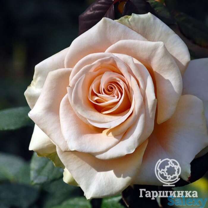 Роза мэрилин монро, викс, фотография 1