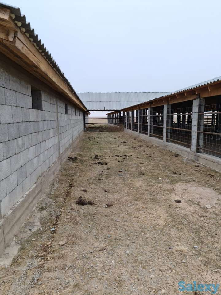 Фазенда (ферма), Капчагай-Курты 25 км, фотография 6