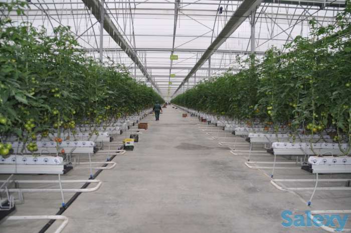 Современная турецкая теплица под ключ. Есть 4 варианта теплицы., фотография 7