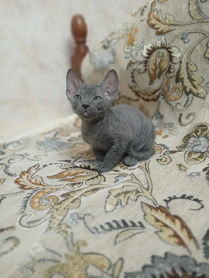 Велюровые, донские красавцы сфинксы, ждут своих хозяев!!!, фотография 1