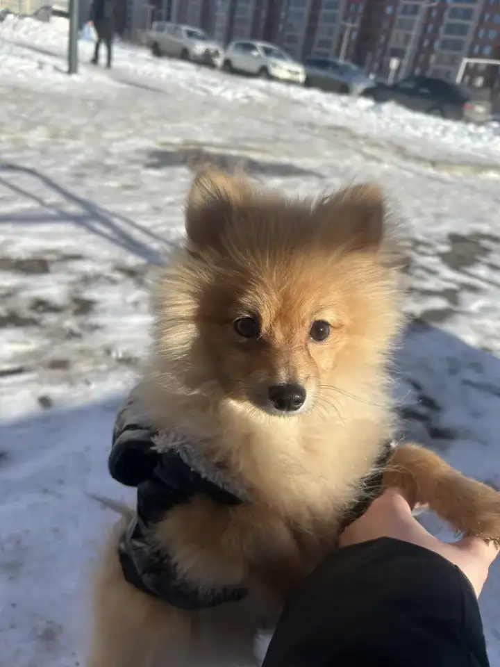 Немецкий шпиц, фотография 2