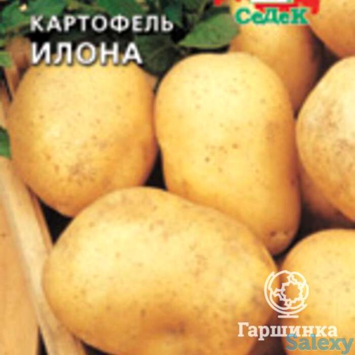 Семена Картофель Илона, фотография 1