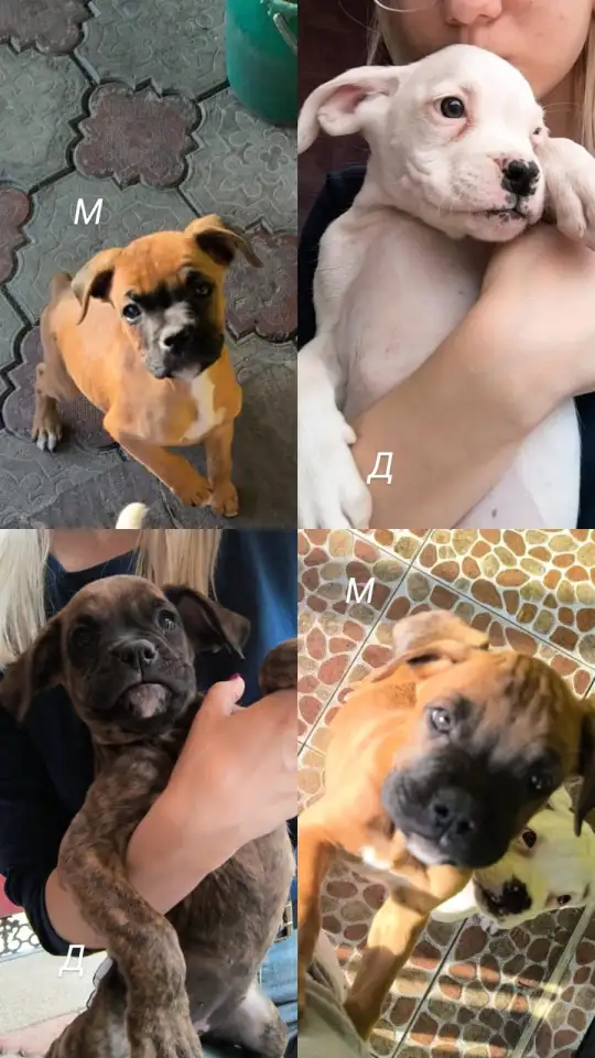 Продаю щенков немецкого боксёра, фотография 1